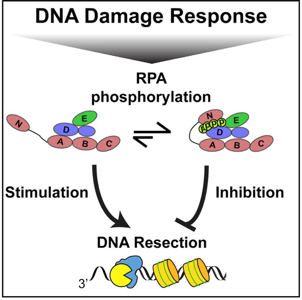 dna损伤修复途径负反馈:复制蛋白rpa的磷酸化抑制dna切除和同源重组