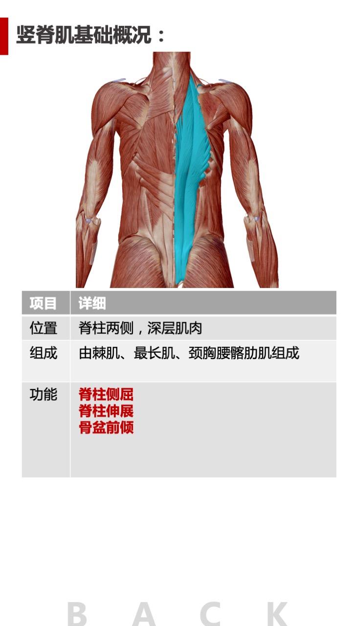 背部肌群解剖