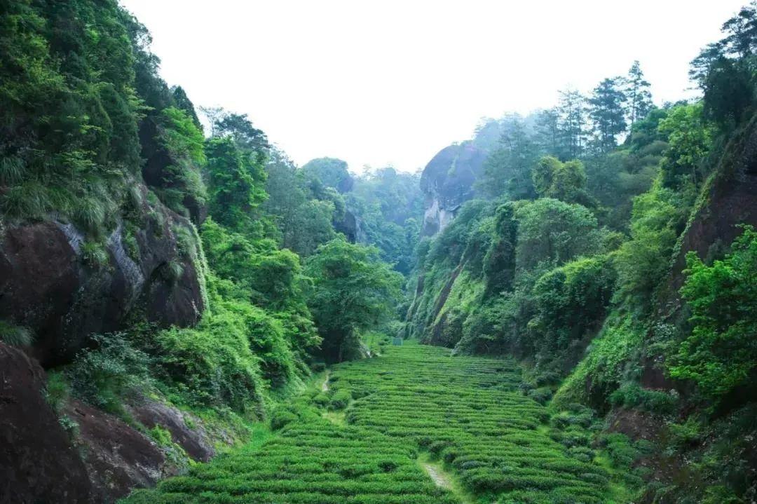 三坑两涧深处的竹窠老枞 - 知乎