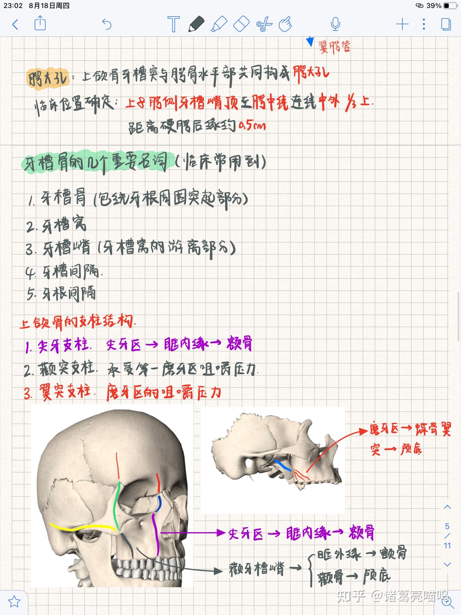 口腔解剖生理学笔记丨颌面部骨 - 知乎