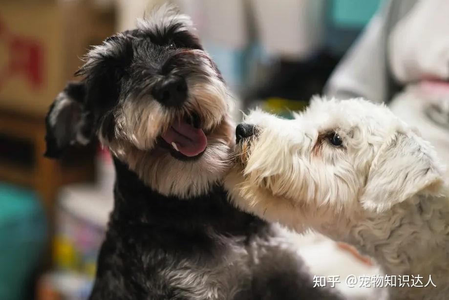 雪纳瑞犬忠不忠心摸它这5样东西就清楚了