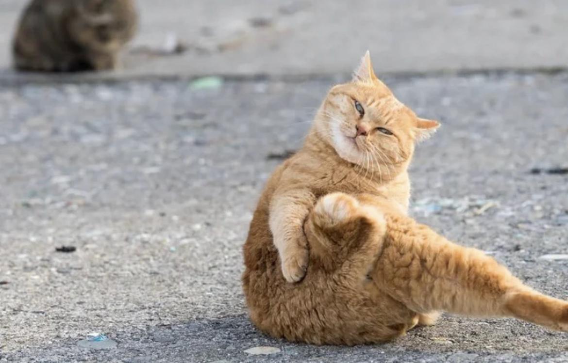 ないで 的使用方法 知乎