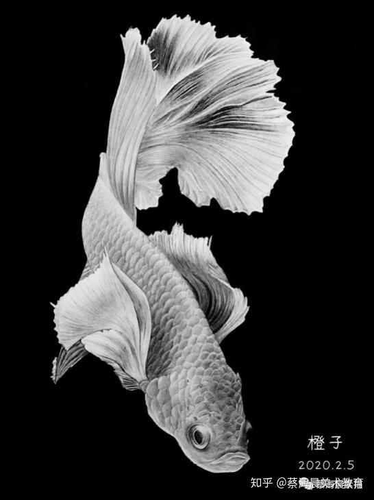 这幅作品是橙子同学绘制的素描静物 鱼是鱼的鳞片还是鱼尾的绘制黑白