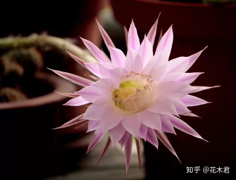 植物科普|有的花卉为何晚上开花？常见的有哪些花？ - 知乎