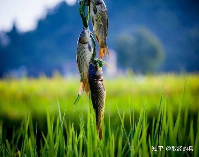 鄂州美食——稻田鱼 - 知乎