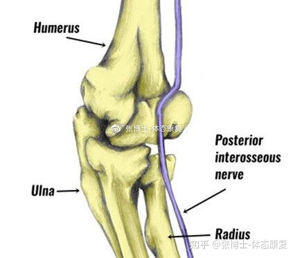 运动康复科普 肘关节损伤的常见类型与急性处理方法 知乎