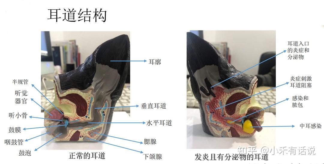 猫咪耳朵解剖图图片