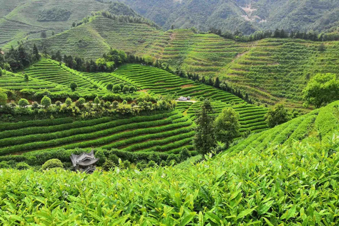 非云南top目的地的景迈山在茶魂之外还有动人的暖生活