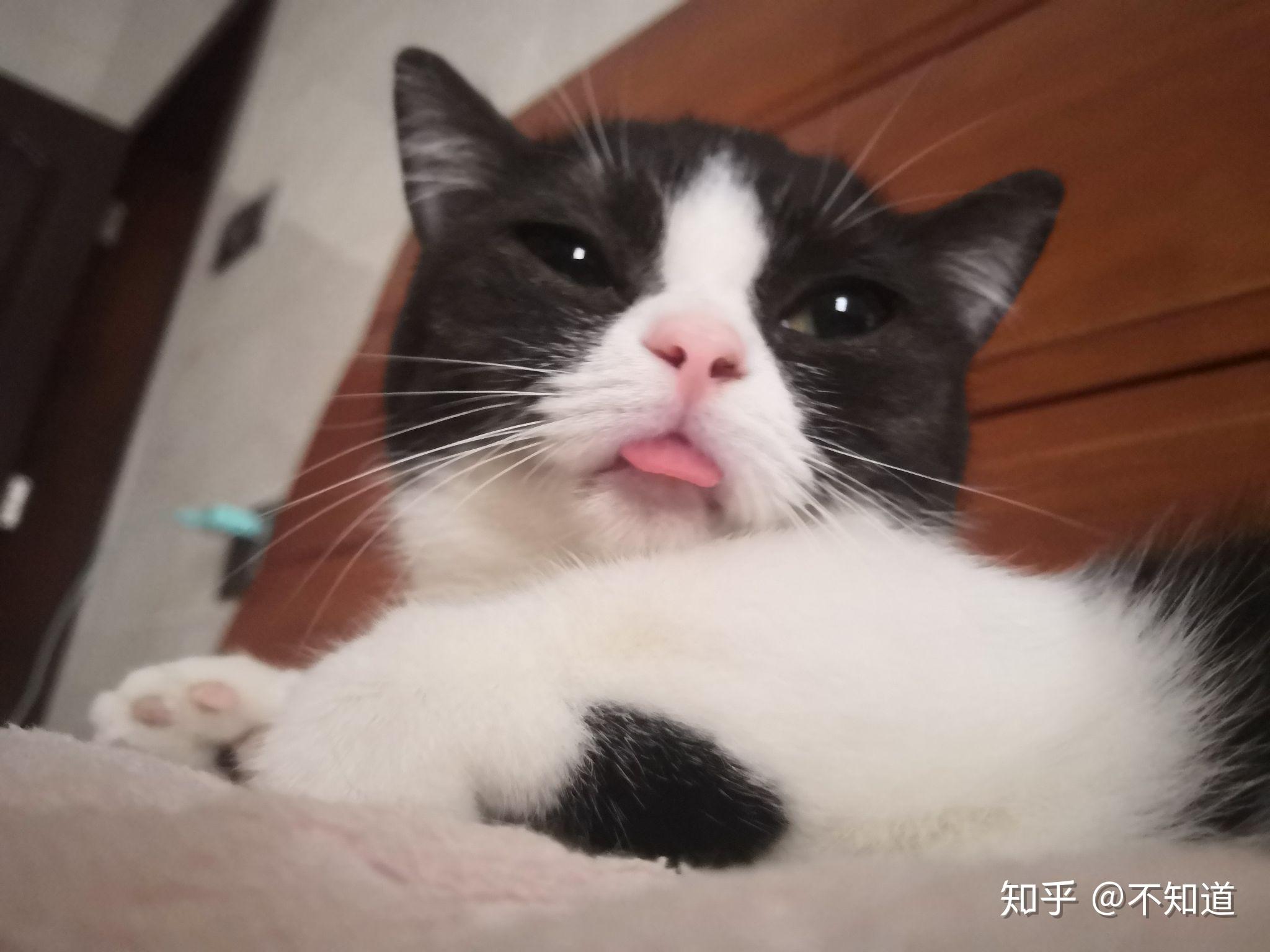 你们的手机里有猫咪的哪些可爱照片能分享一下吗