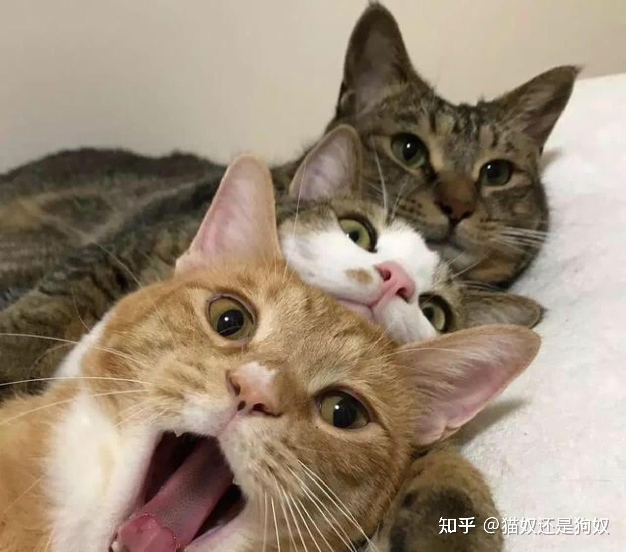 为何猫咪交配结束后母猫会转头攻击公猫