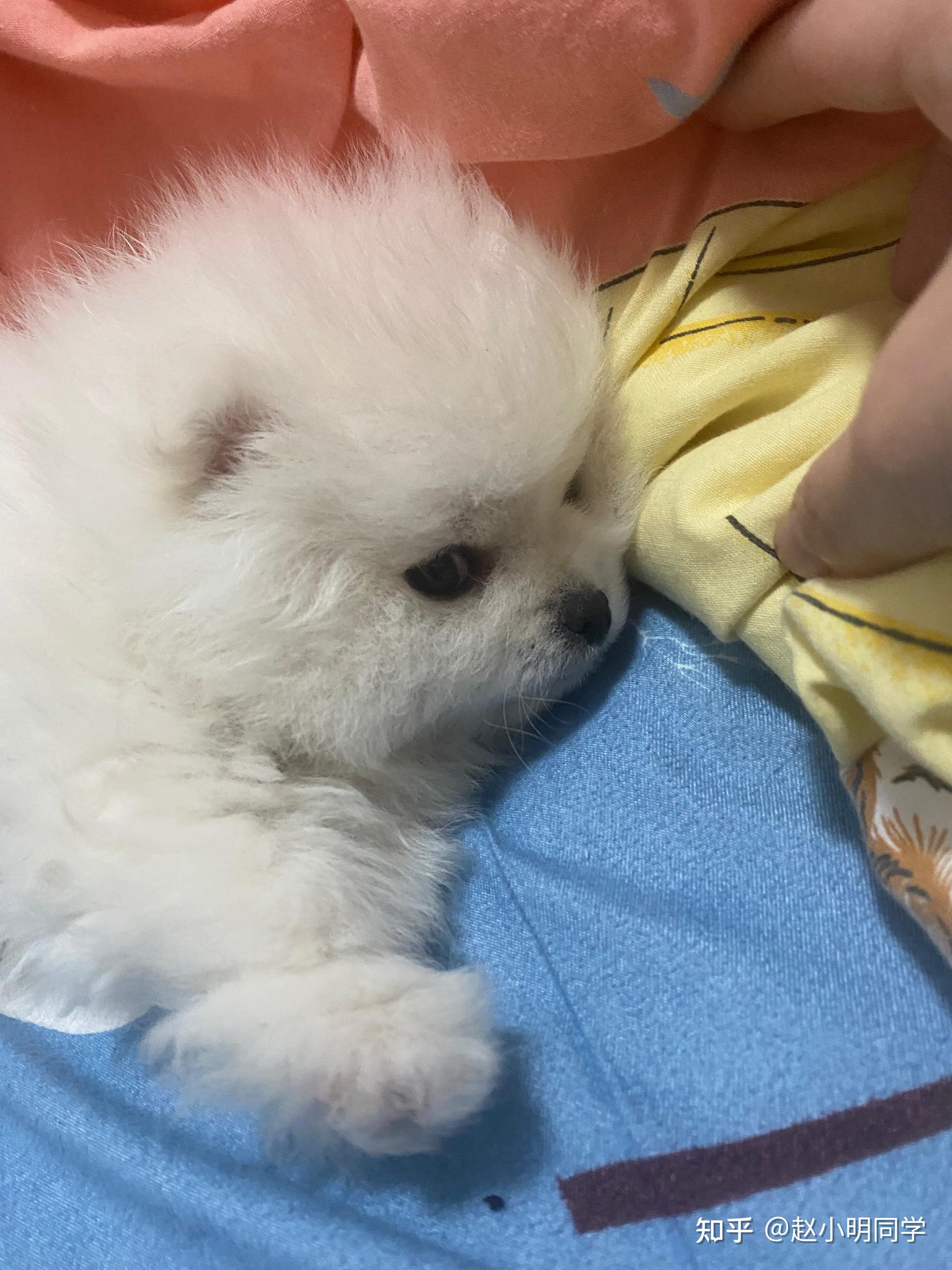 收購iPhone11ProMax