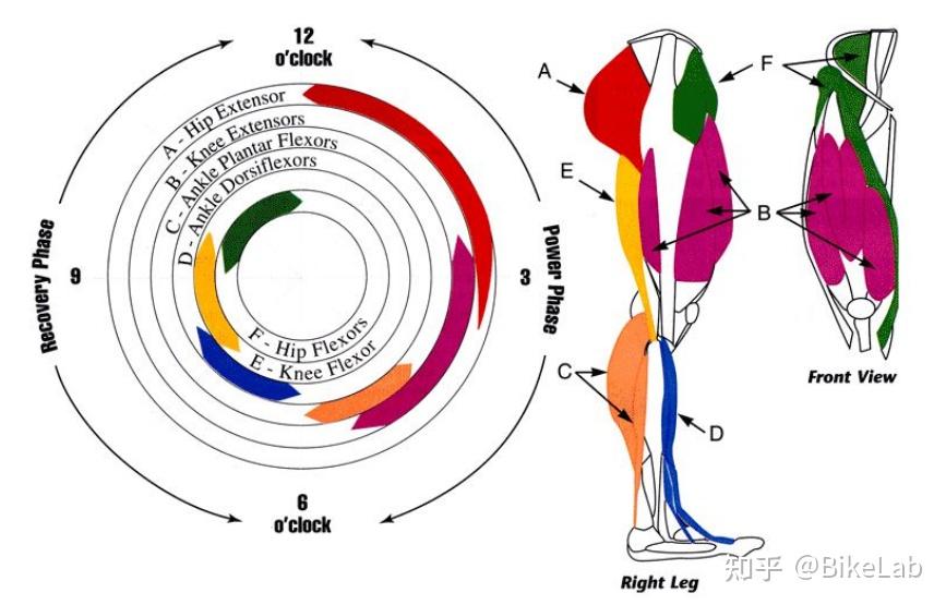 骑行运动中腿部肌肉在踩踏过程的使用 知乎