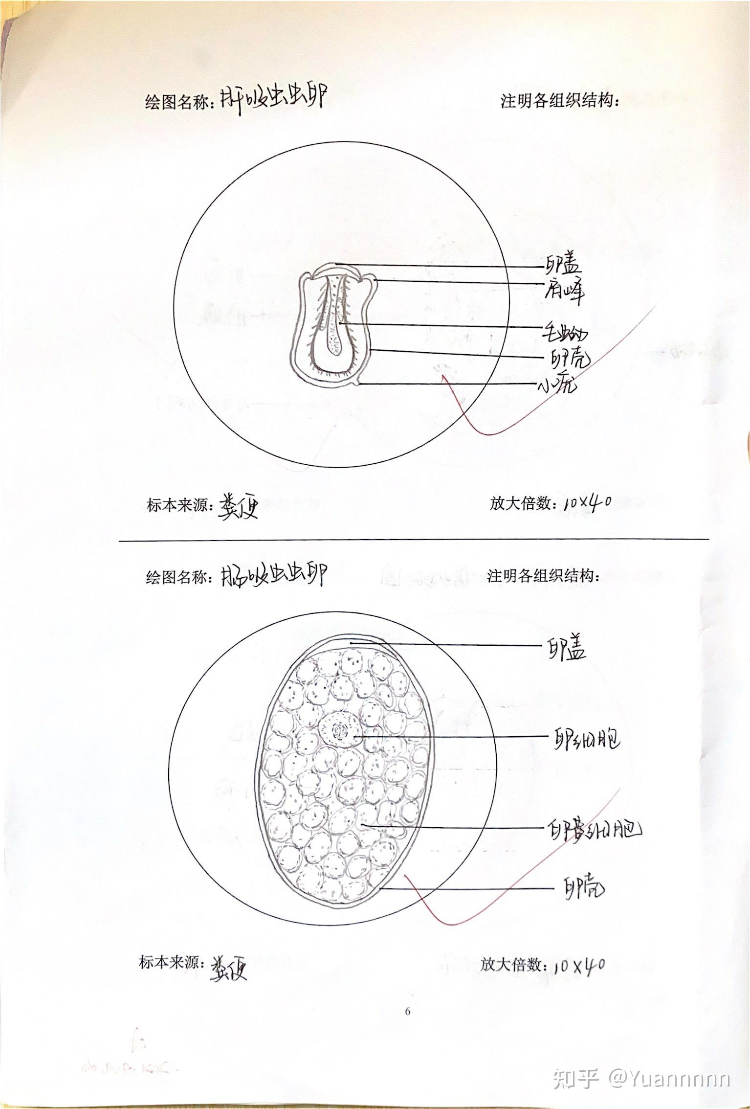钩虫卵结构示意图标注图片