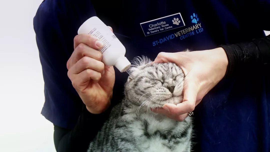 猫咪得耳螨了怎么办？ 知乎