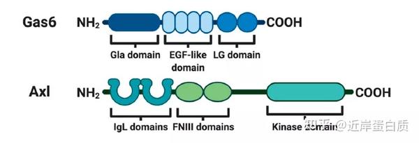 下一代肿瘤免疫治疗新靶点 Gas6 Axl 知乎