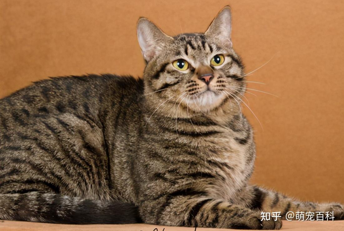 最稀有的3种猫和最常见的3种猫你见过吗