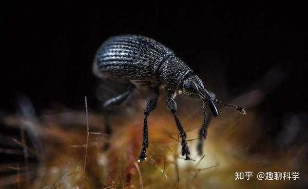 米象虫足够让人恶心自相残杀和互相陷害是家常便饭还爱同性恋