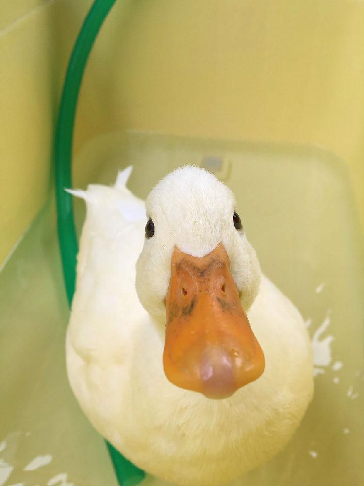 日本一只会卖萌会撒娇的大胸鸭子太治愈啦