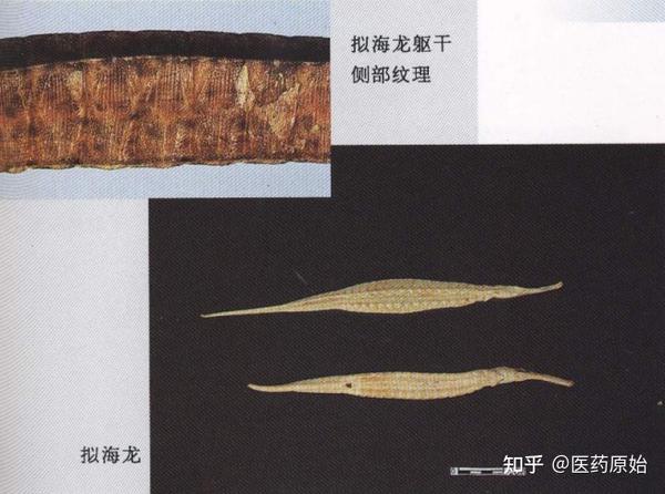 带你识别海龙 - 知乎