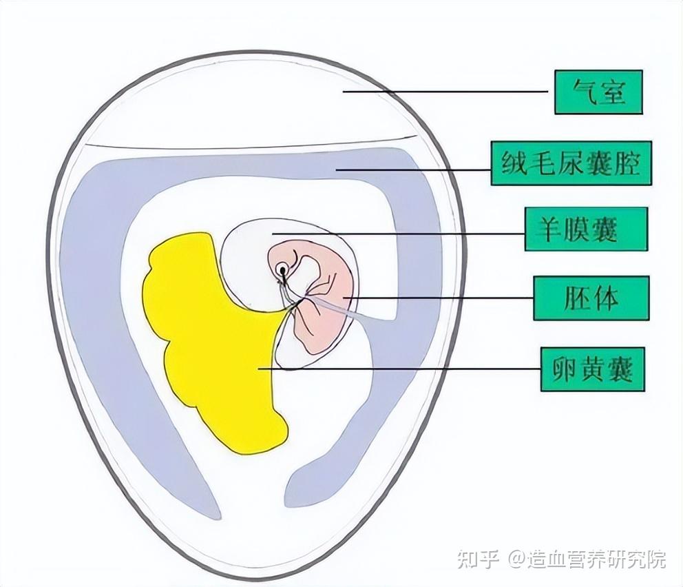 提高鸡胚孵化率的关键 - 知乎