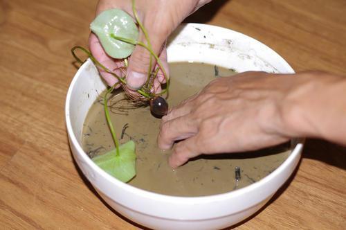 纯水培碗莲的种植方法图片