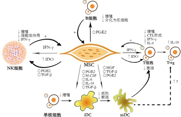 强直性脊柱炎疼痛部位图片_强制性脊柱炎疼痛部位_强直性脊柱炎6个地方疼图