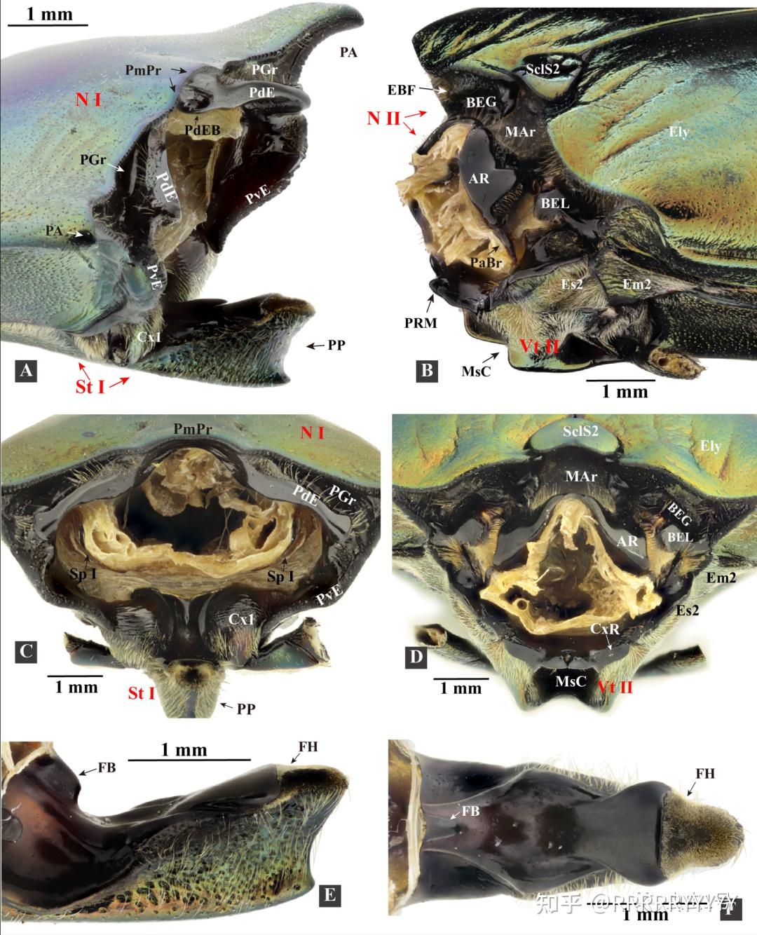 叩头虫为什么要叩头叩甲是如何叩头的