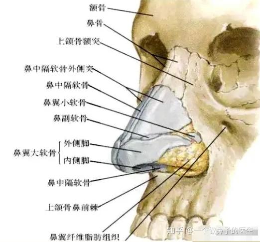 关于鼻部骨骼的结构的和鼻整形术