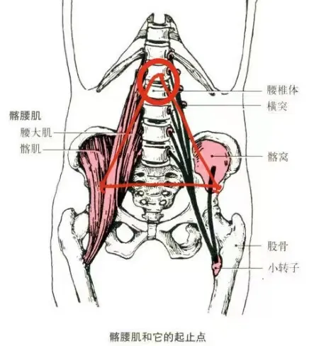 發現博士畫得很準確,直擊靈魂:這個三角形的頂端,是我們的第4-5節脊柱