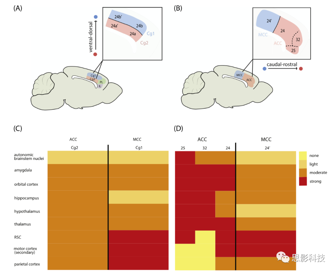 Trends in Neurosciences:扣带回皮质在哪里? - 知乎