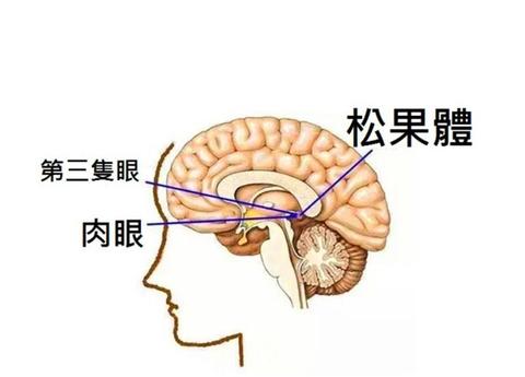松果体 - 知乎