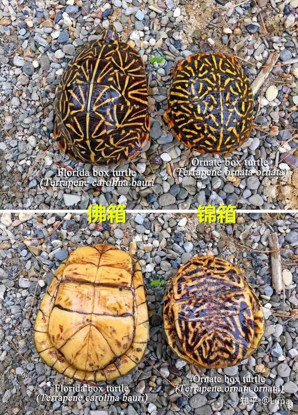 按价格排序常见观赏龟类推荐（半水龟篇） - 知乎