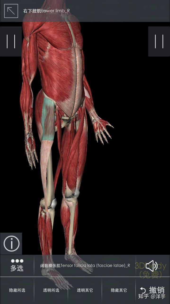 次要肌肉:阔筋膜张肌,股直肌,缝匠肌(他们都在你粗粗滴大腿前面哟~)