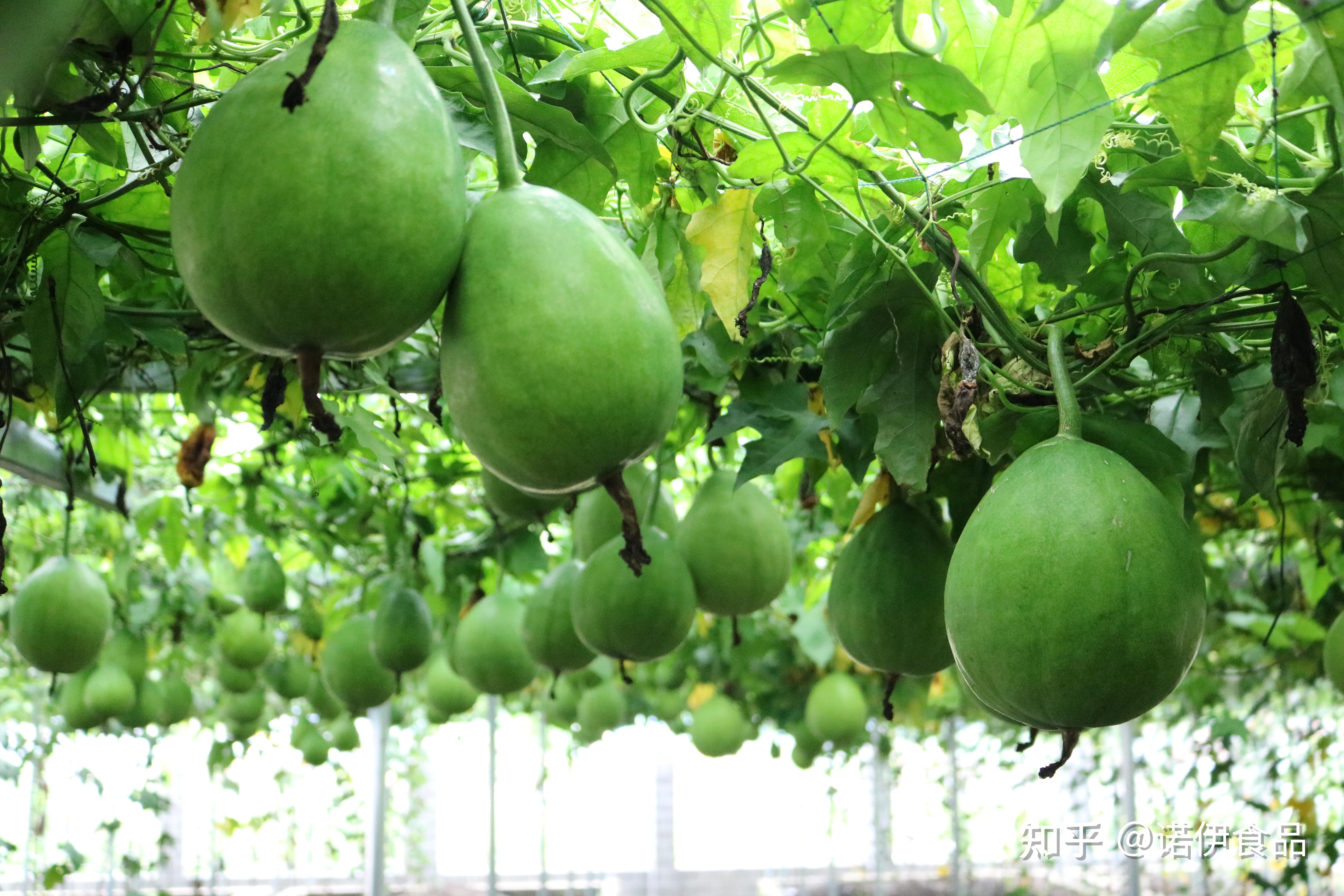 瓜蒌病虫害——根结线虫病怎么防治?