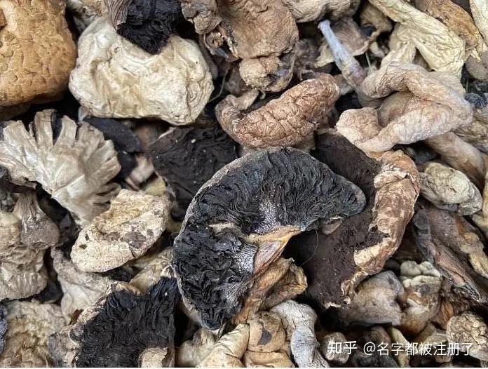 新疆哈密巴里坤野蘑菇