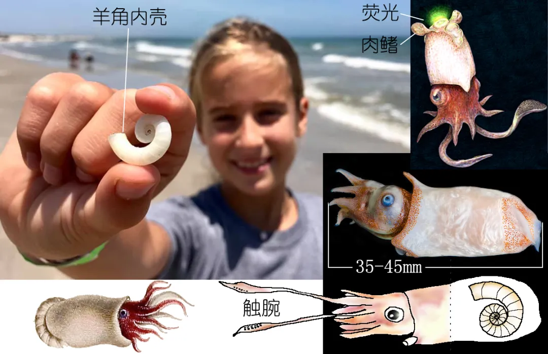 明了海鲜乌贼墨鱼鱿鱼章鱼都有什么不同中作者zam