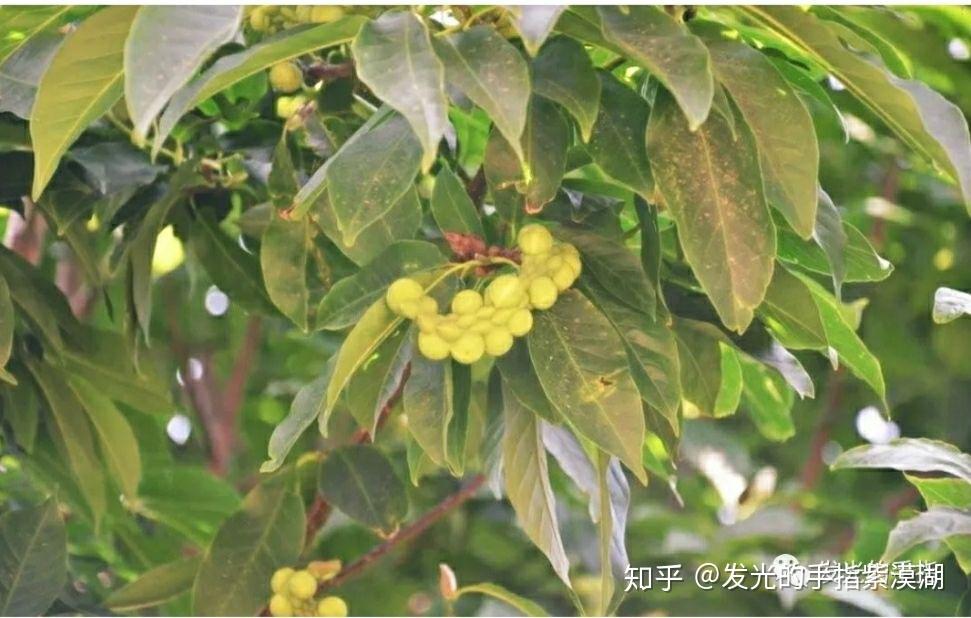 玉兰果实 - 知乎