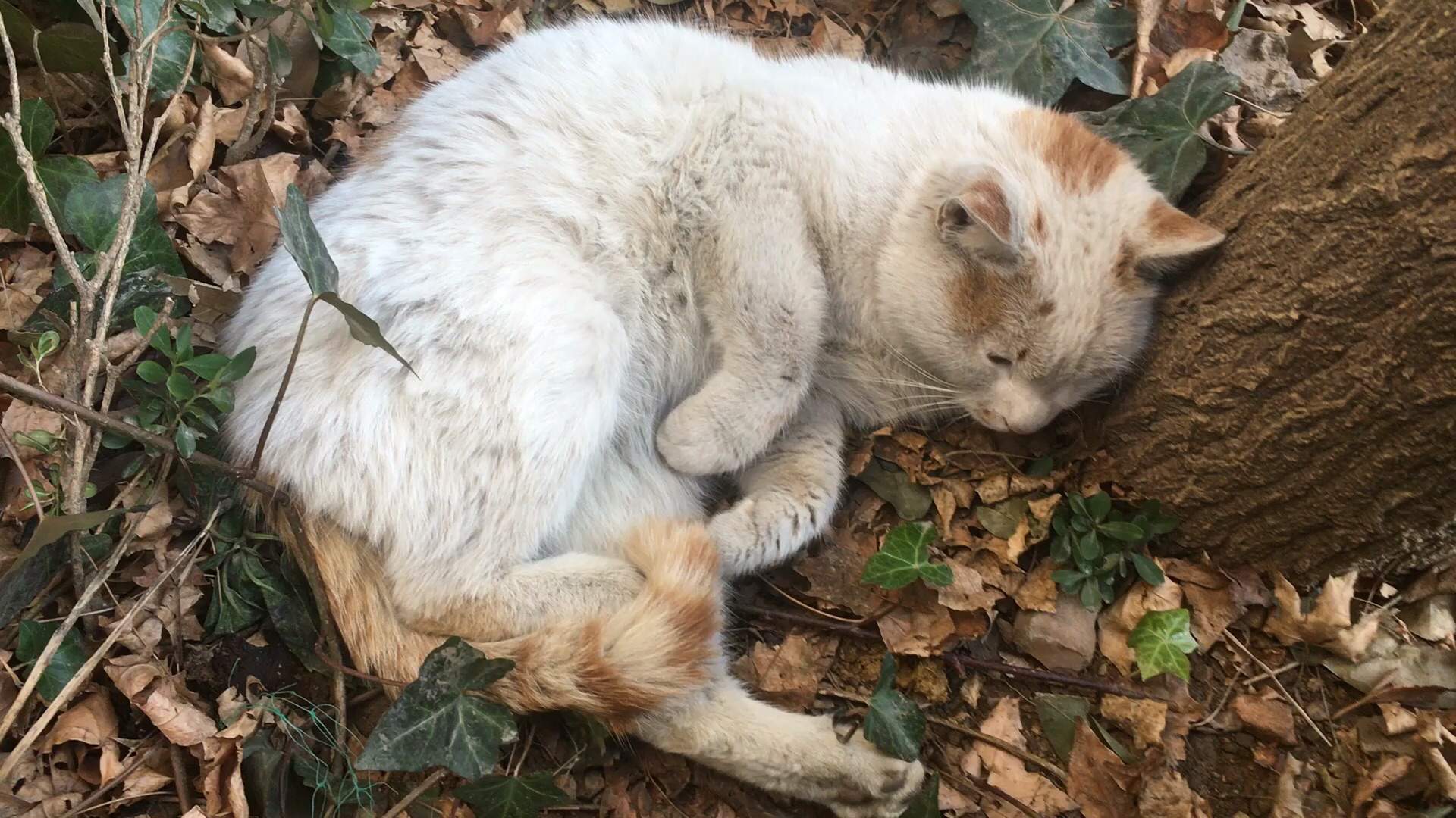 有哪些小朋友和小動物有愛互動的瞬間,可以用視頻分享嗎?