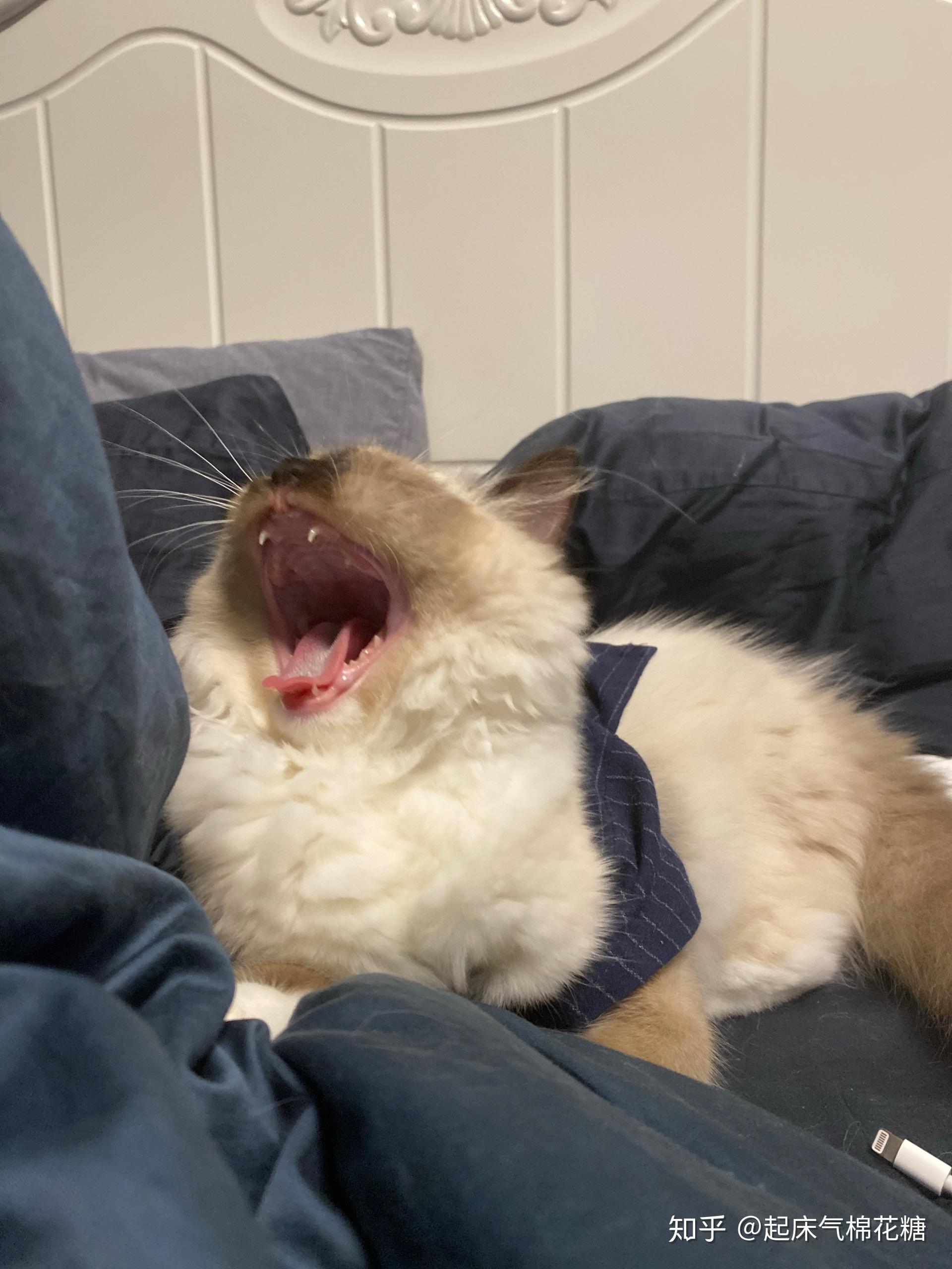 重点色布偶挖煤工黑脸到底有多可爱