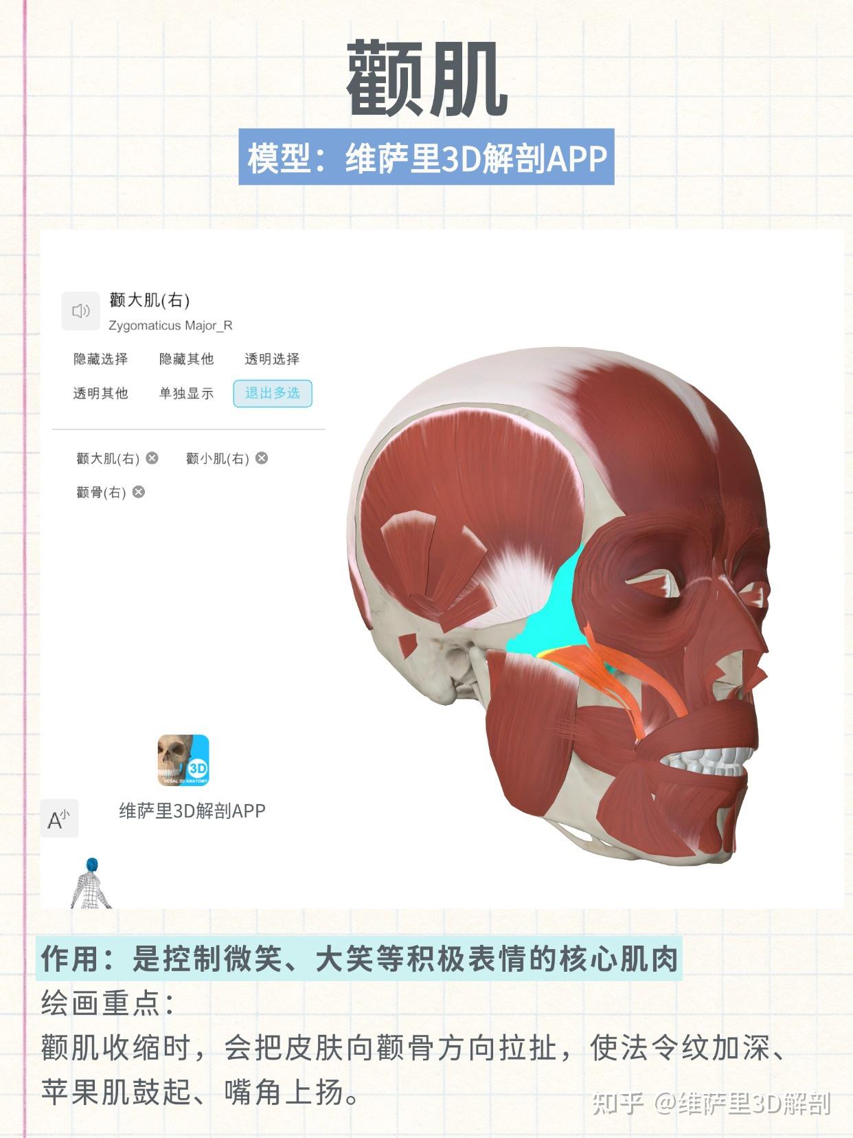 画的笑容假,你可能不懂颧肌与法令纹的关系 - 知乎