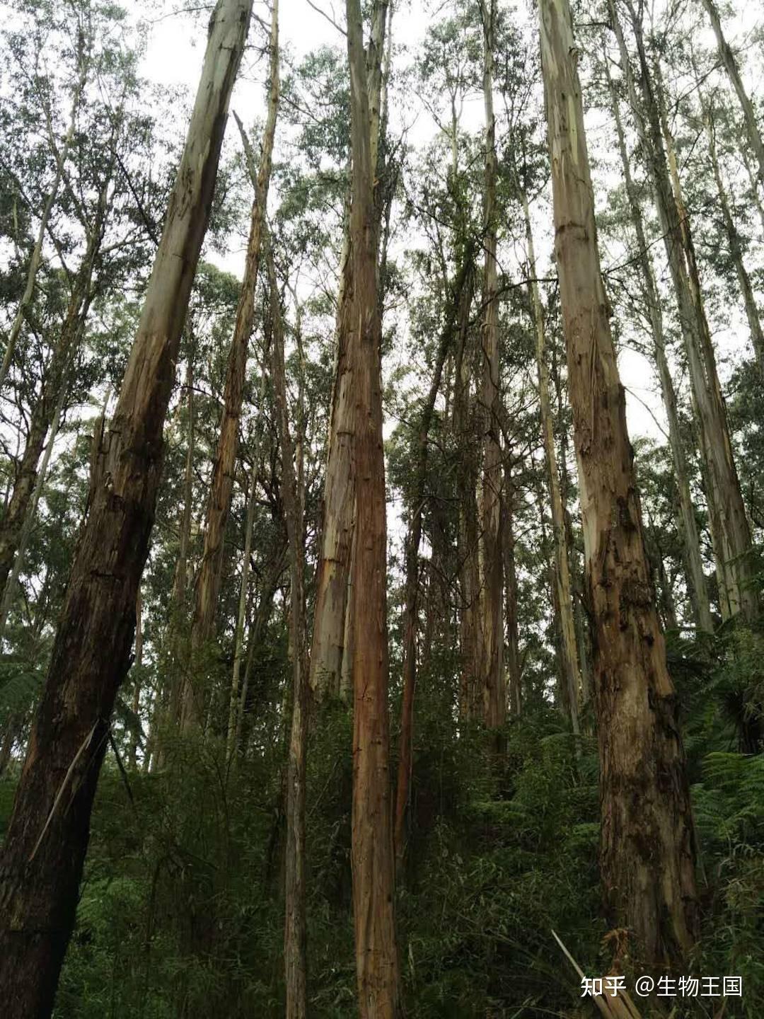 全球最高的树:高度超50层楼,种子只有米粒大小,我国为何要引进 - 知乎