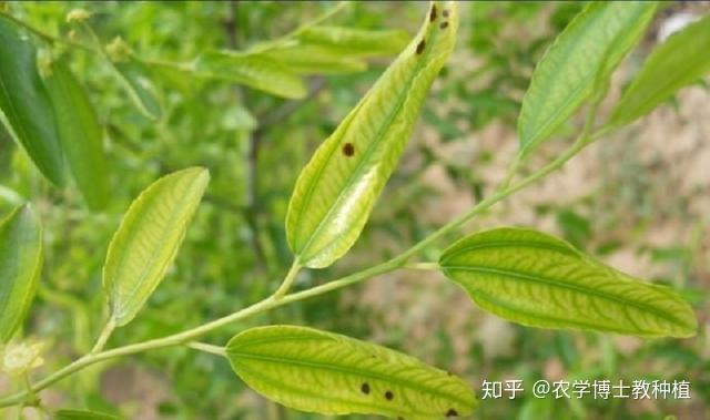 枣树种植很麻烦？掌握一项关键技术，保证大枣挂满枝头 - 知乎