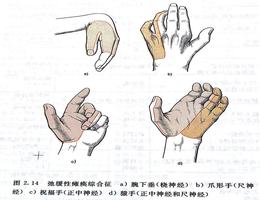 三,周围神经,脊神经