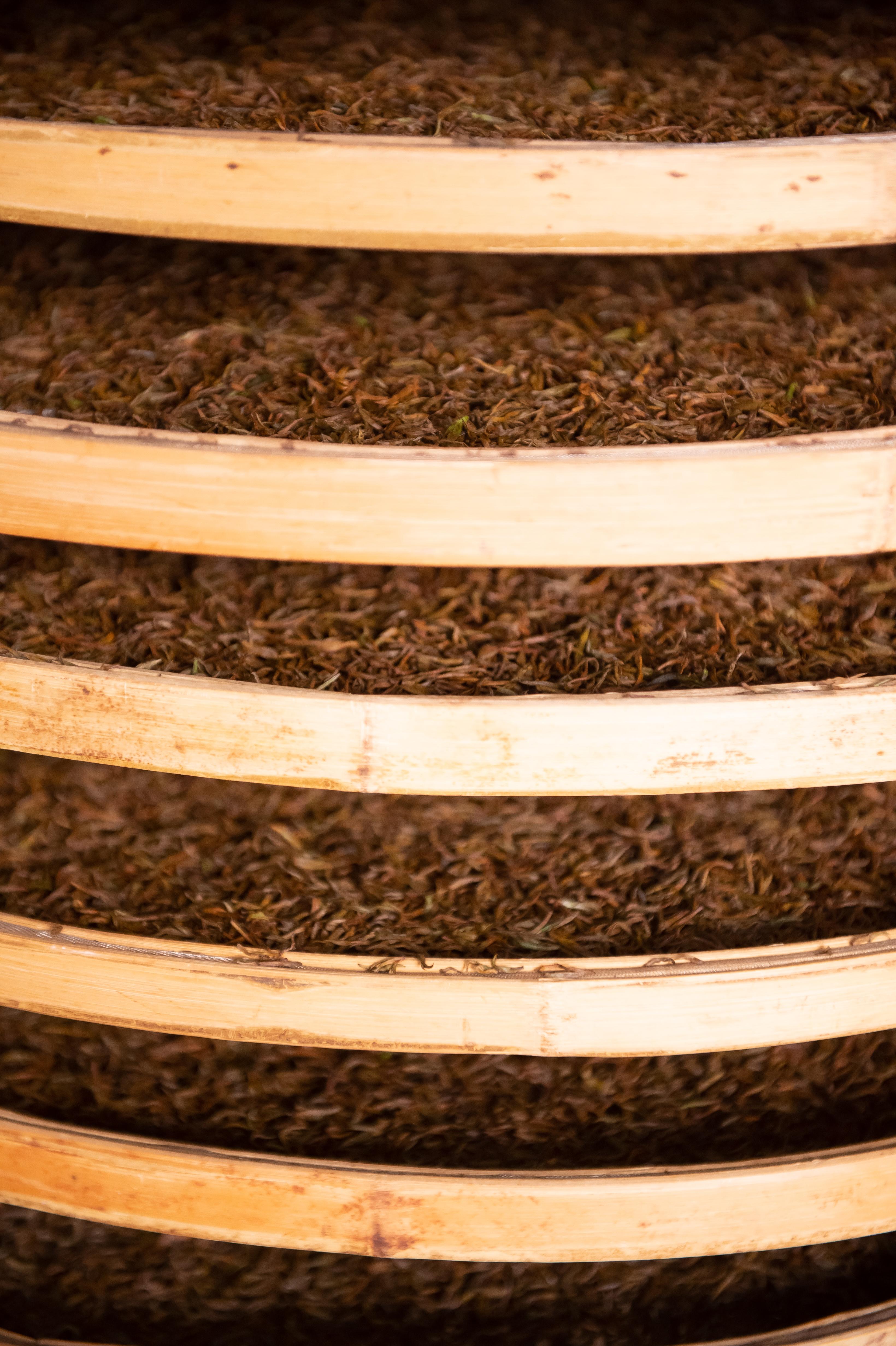 红碎茶和小种红茶,其制法大同小异,都有萎凋,揉捻,发酵,干燥四个工序