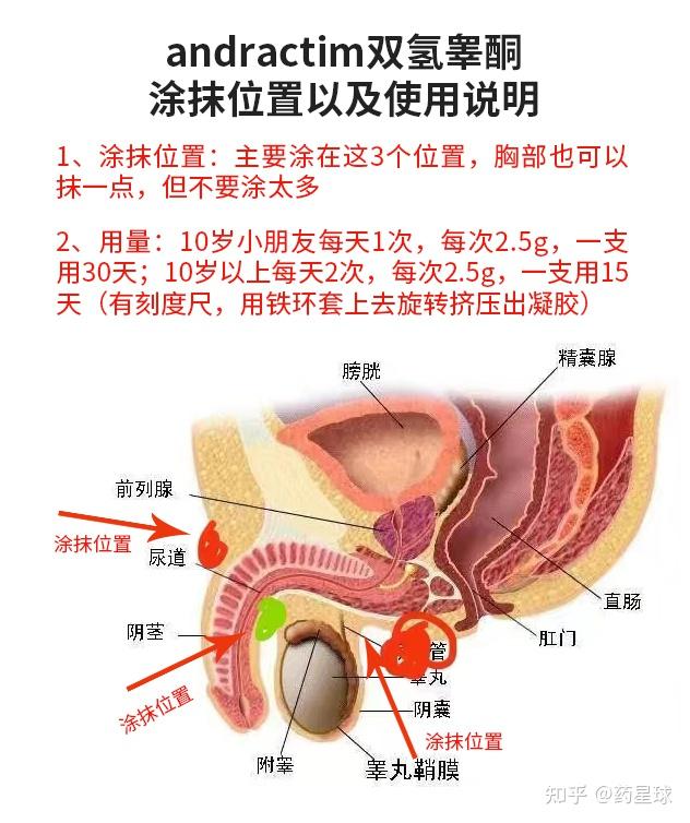睾丸激素是致畸的,可能对胎儿造成伤害.