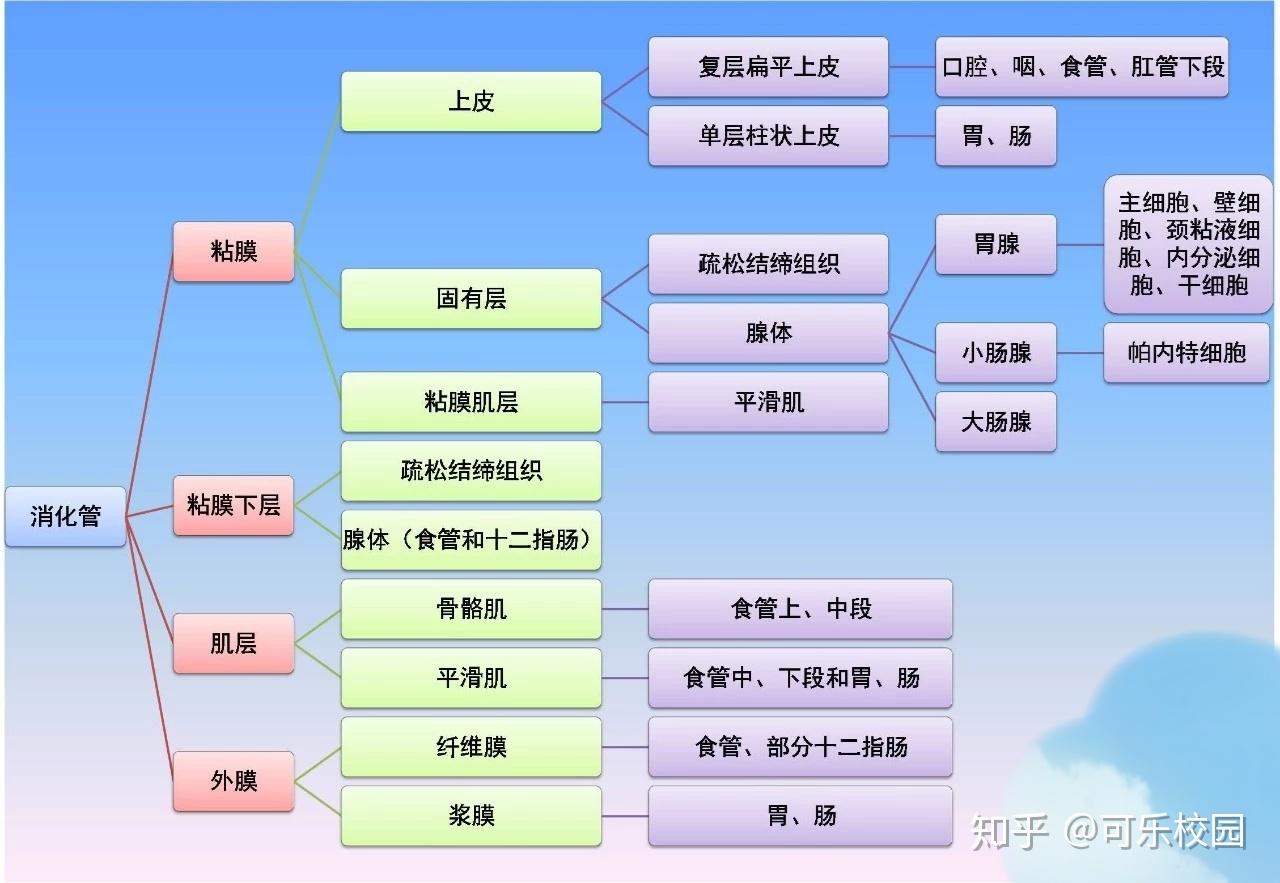 组织学与胚胎学期末复习重点消化系统篇消化管消化腺