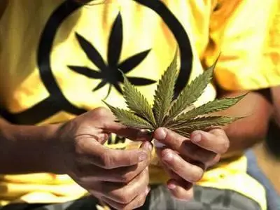 为什么总有人认为大麻不是毒品 知乎