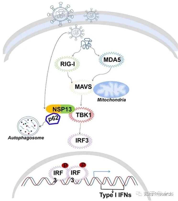 sarscov2nsp13通過p62依賴性選擇性自噬降解tbk1抑制i型干擾素反應