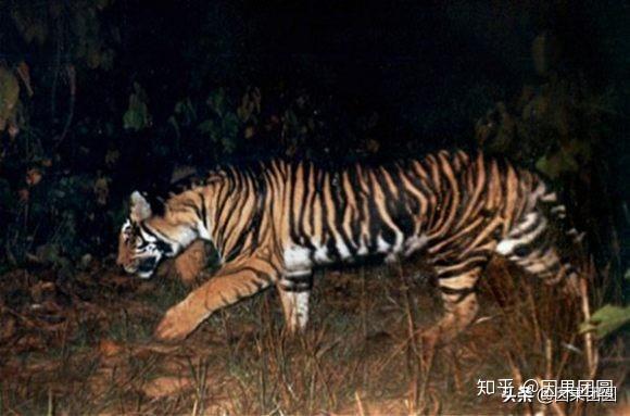 卡齐兰加系列5:传奇虎王kzt-085的故事! - 知乎