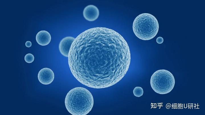 如何提高免疫细胞的战斗力? - 知乎